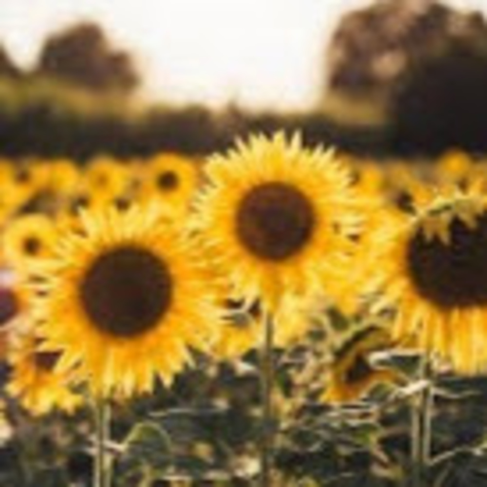 Meet your Posher, Katarina